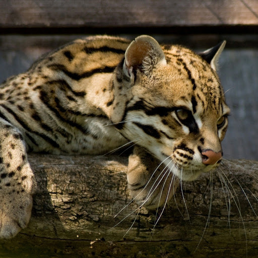 Hd-180563-ascw180563