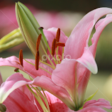 Pink by Kaushik Bera -  