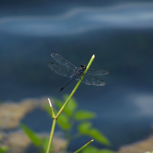 Hd-133262-ascw133262