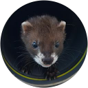 Image Google de Christophe Rigaud