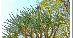 From Aloe to Aloiampelos, Aloidendron, Aristaloe, Gonialoe, Kumara