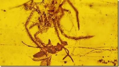 amber-spider