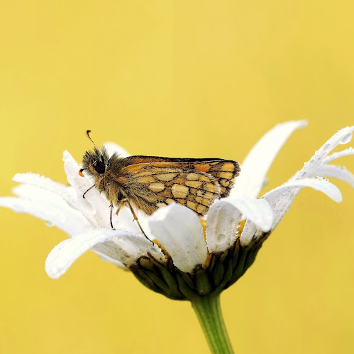 Hd-171661-ascw171661