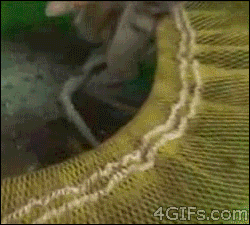 octopus-cat.gif