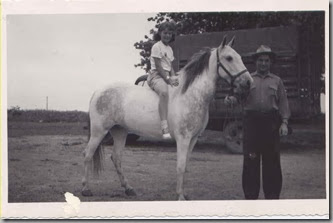 Norma 1950 on horse