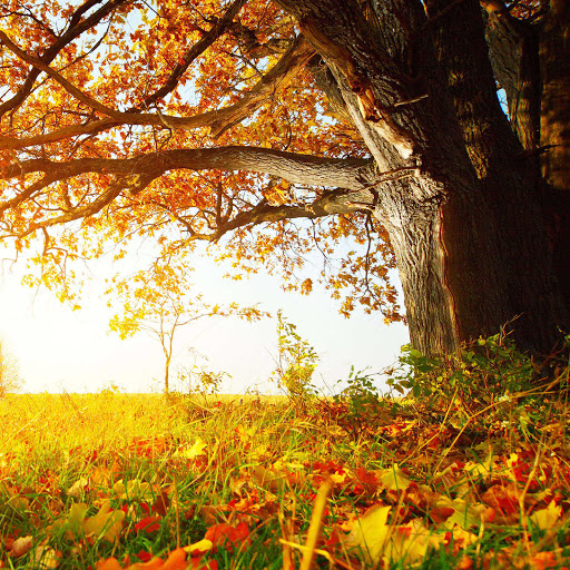 Hd-171199-ascw171199