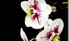 Bunga Anggrek Bulan Putih dan Cara Menanamnya