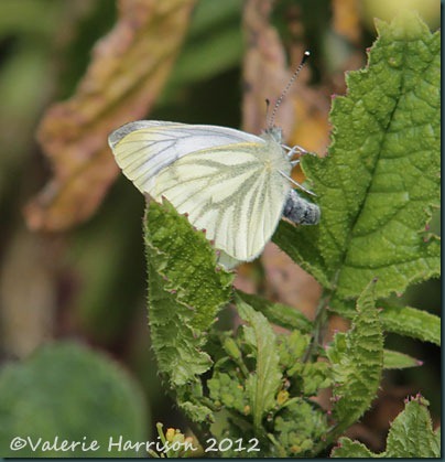 green-veined-white-butterfly