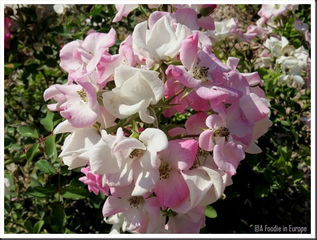 pink white flowers