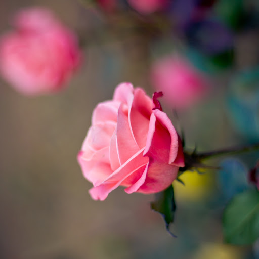 Hd-186310-ascw186310