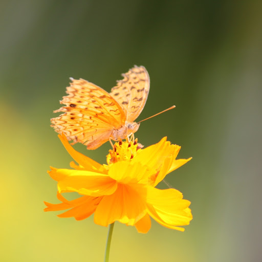 Hd-181314-ascw181314