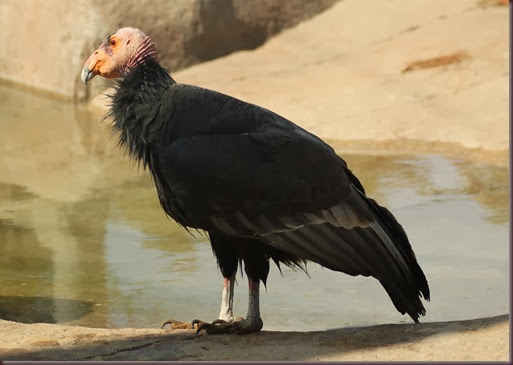 Amazing Animals Pictures California Condor (7)