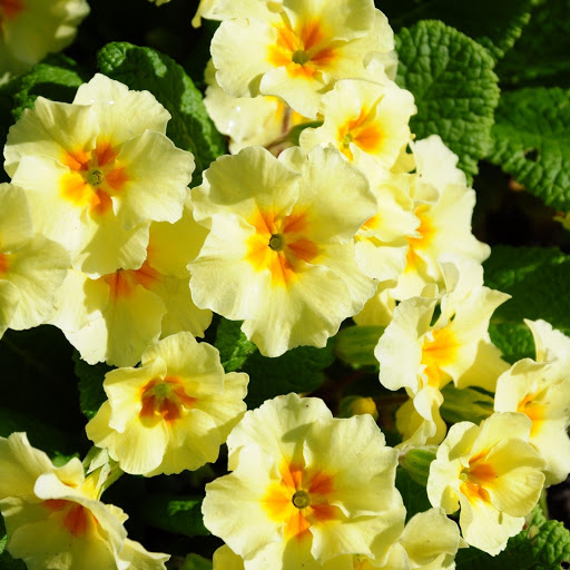 Hd-161953-ascw161953