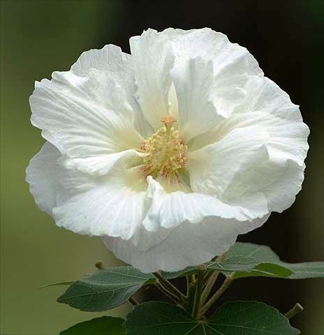 [Hibiscus_mutabilis%2520SIMPLE%255B3%255D.jpg]