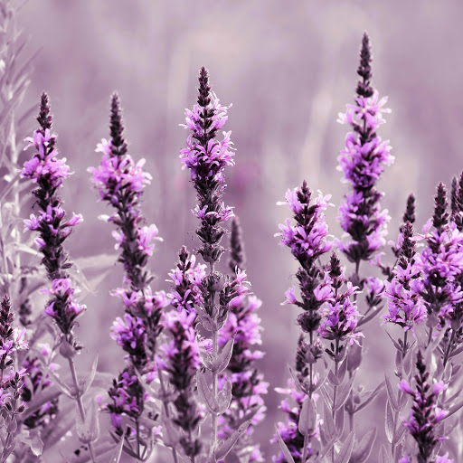 Hd-150399-ascw150399