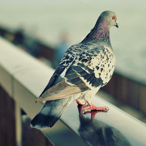 Hd-179850-ascw179850