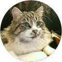 Image Google de Magda Celotto