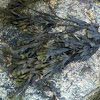 Bladderwrack