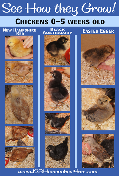 Chickens Growth 0 - 5 Weeks New Hampshire Red Black Australorp and Easter Egger Chickens Growth 0 - 5 Weeks New Hampshire Red Black Australorp and Easter Egger