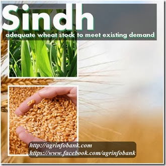 Sindh has adequate wheat stock to meet existing demand