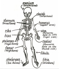 skeletongame