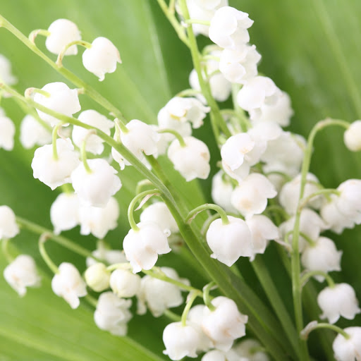 Hd-166830-ascw166830