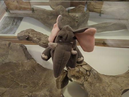 06. Elefantel la Baraolt.JPG