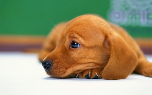 Puppy Live Wallpaper Screenshots 6