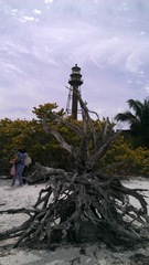 Florida Sanibel uprooted tree w lighthouse