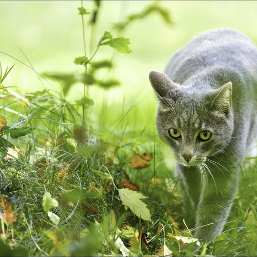 Hd-141811-ascw141811