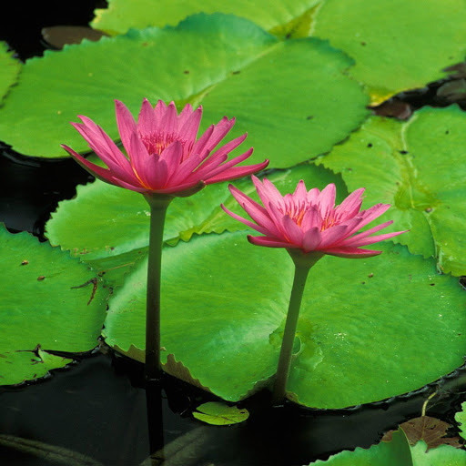 Hd-155698-ascw155698