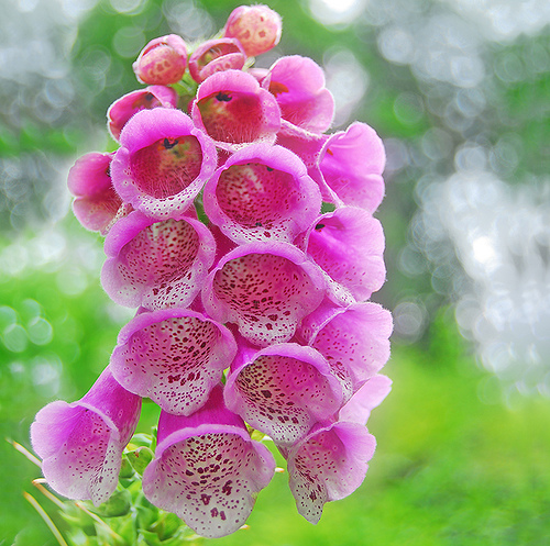 Best Foxgloves For Naturalizing Best Foxgloves For Naturalizing