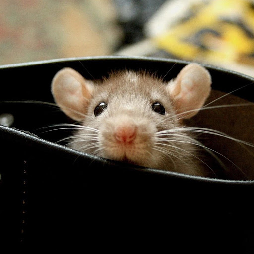 Hd-163981-ascw163981