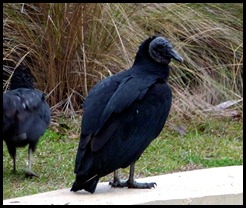 08 Black Vulture
