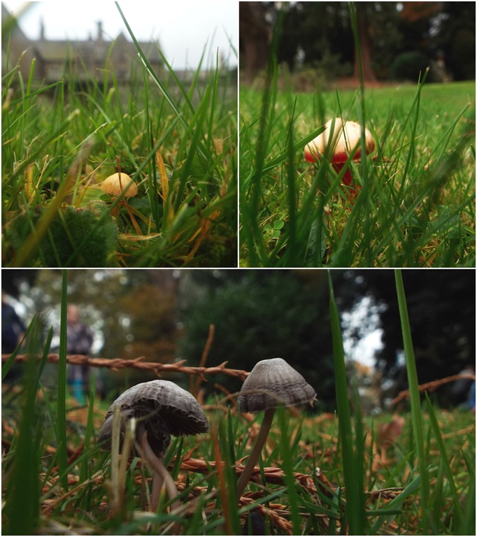 [tiny-mushrooms-in-wales2.jpg]