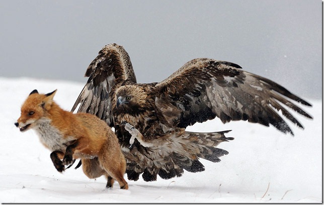 eagle-fighting-fox