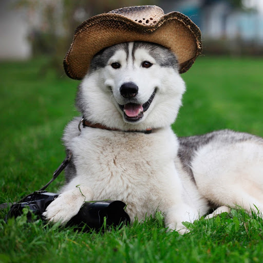 Hd-176103-ascw176103