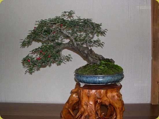 biancospino_bonsai1