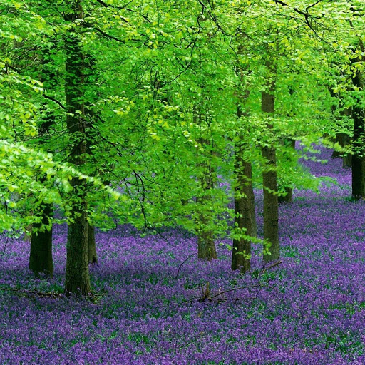 Hd-132335-ascw132335