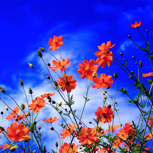 Hd-148709-ascw148709