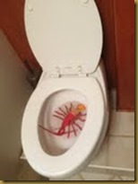lobster in toilet