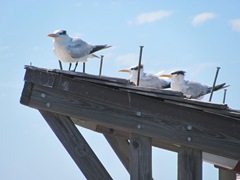 Florida 2013 Naples pier royal terns on roof
