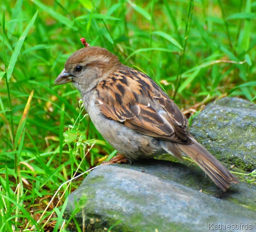DSC_0205 house sparrow-kab