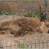 Wildpark Schorfheide