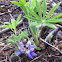 Arctic Lupine