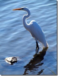 Egret at Huntington Beach