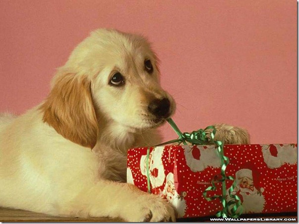 perro gorritos navidad (10)