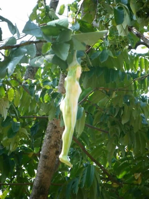 [narilatha-flower-000001%255B16%255D.jpg]