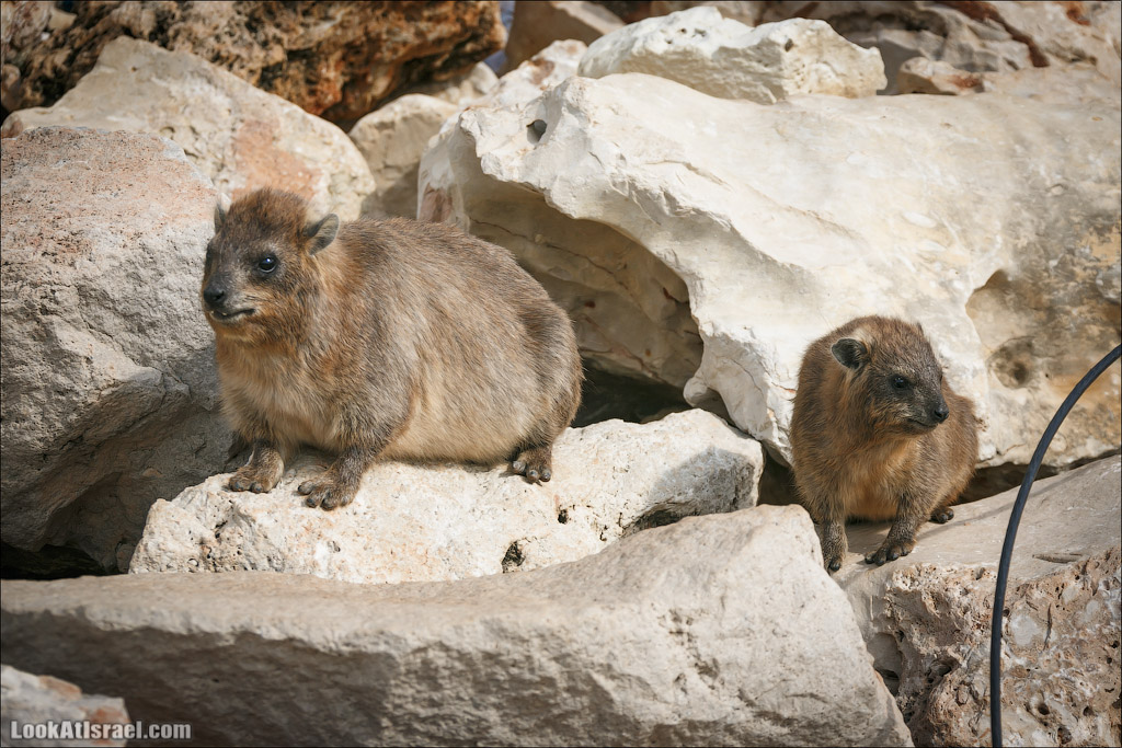 Даманы - израильские родственники слонов | LookAtIsrael.com - Фото путешествия по Израилю