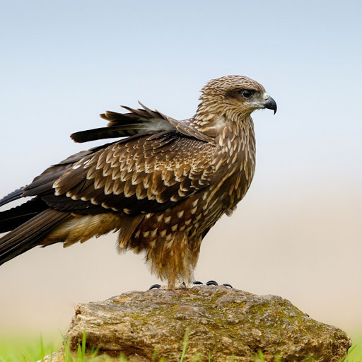 Hd-142986-ascw142986